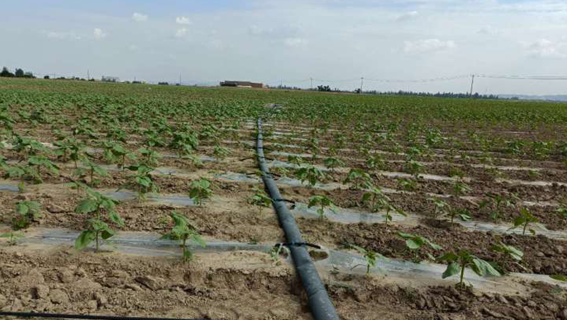 甘肃省兰州新区中川园区2020年高标准农田建设项目